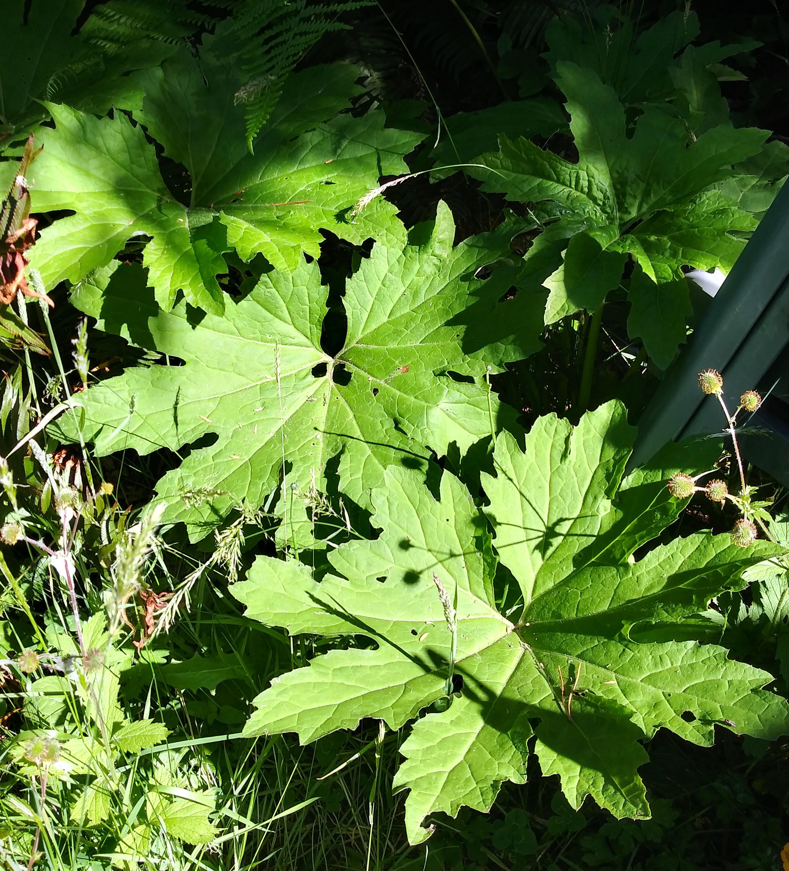 Arctic Sweet Coltsfoot